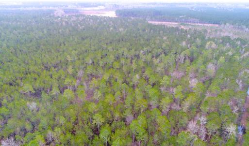 Photo of UNDER CONTRACT!  34 Acres of Timber and Hunting Land For Sale in Pamlico County NC!