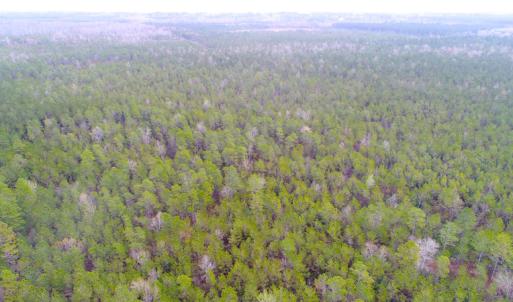 Photo of UNDER CONTRACT!  34 Acres of Timber and Hunting Land For Sale in Pamlico County NC!