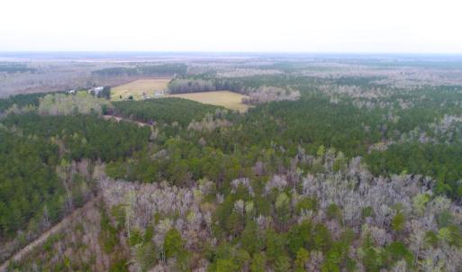 Photo of UNDER CONTRACT!  34 Acres of Timber and Hunting Land For Sale in Pamlico County NC!