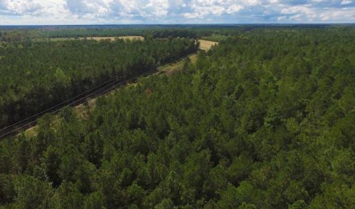 Photo of UNDER CONTRACT!  34 Acres of Timber and Hunting Land For Sale in Pamlico County NC!