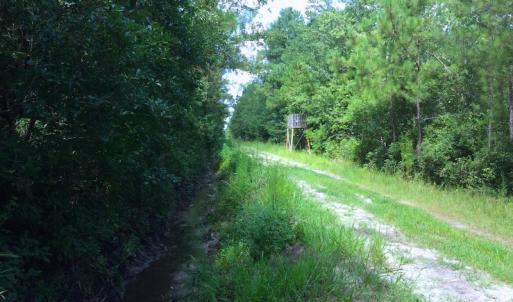Photo of UNDER CONTRACT!  34 Acres of Timber and Hunting Land For Sale in Pamlico County NC!