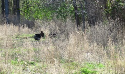 Photo of UNDER CONTRACT!  138 +/- Acres of Farm and Timber Land For Sale in Brunswick County NC!