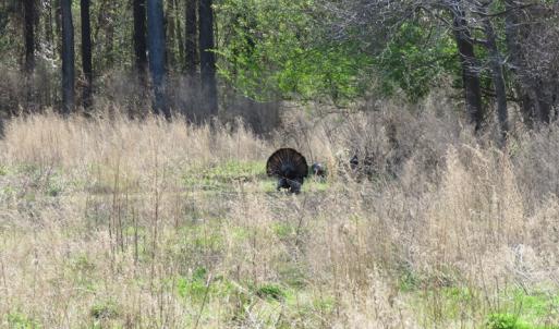 Photo of UNDER CONTRACT!  138 +/- Acres of Farm and Timber Land For Sale in Brunswick County NC!