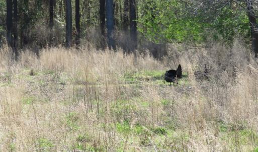 Photo of UNDER CONTRACT!  138 +/- Acres of Farm and Timber Land For Sale in Brunswick County NC!