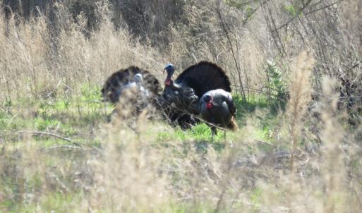 Photo of UNDER CONTRACT!  138 +/- Acres of Farm and Timber Land For Sale in Brunswick County NC!
