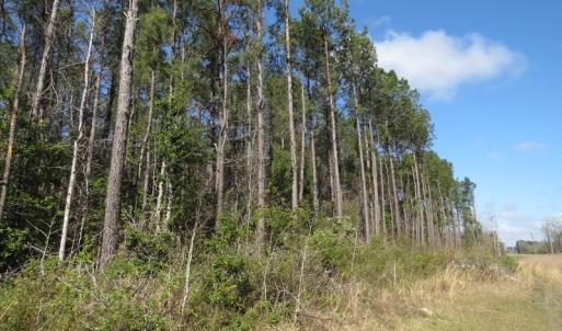 Photo of UNDER CONTRACT!  138 +/- Acres of Farm and Timber Land For Sale in Brunswick County NC!