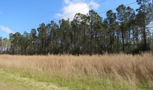 Photo of UNDER CONTRACT!  138 +/- Acres of Farm and Timber Land For Sale in Brunswick County NC!