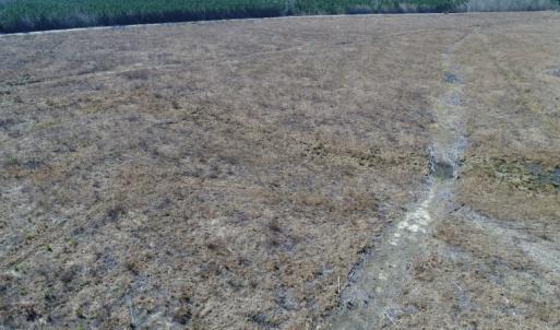Photo of UNDER CONTRACT!  171 Acres of Timber Land For Sale In Halifax County NC!