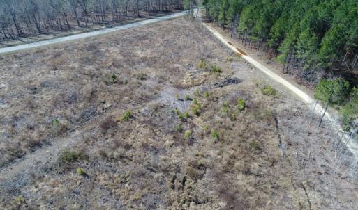 Photo of UNDER CONTRACT!  171 Acres of Timber Land For Sale In Halifax County NC!