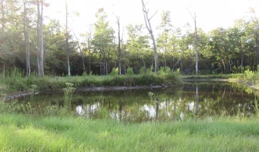 Photo of SOLD!!  62.82 Acres of Hunting and Timber Land for Sale in Pender County NC!