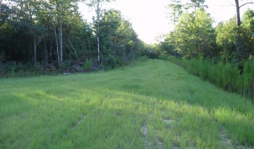 Photo of SOLD!!  62.82 Acres of Hunting and Timber Land for Sale in Pender County NC!