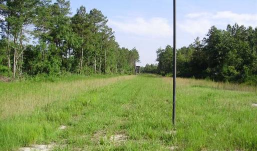 Photo of SOLD!!  62.82 Acres of Hunting and Timber Land for Sale in Pender County NC!