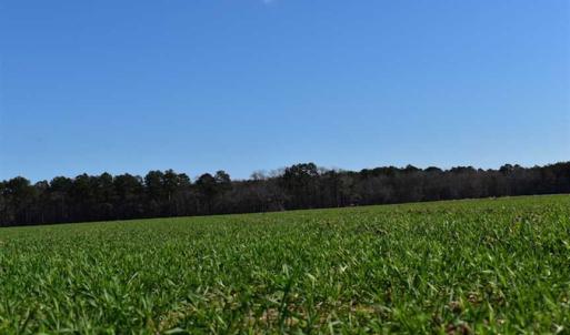 Photo of SOLD!  30 Acres of Recreational Land For Sale in Accomack County VA!