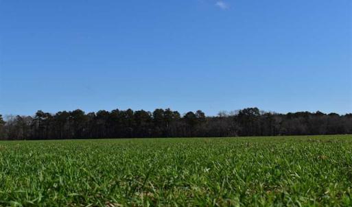 Photo of SOLD!  30 Acres of Recreational Land For Sale in Accomack County VA!