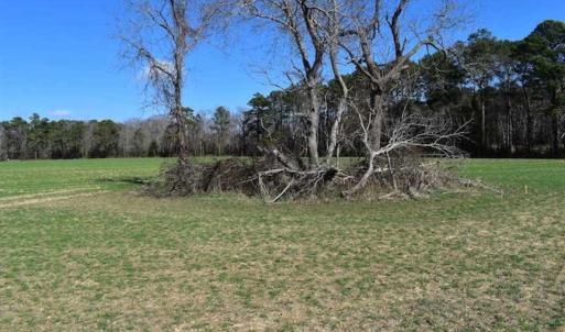 Photo of SOLD!  30 Acres of Recreational Land For Sale in Accomack County VA!