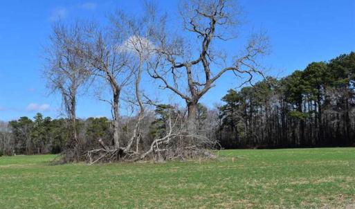 Photo of SOLD!  30 Acres of Recreational Land For Sale in Accomack County VA!