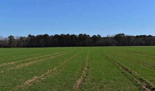 Photo of SOLD!  30 Acres of Recreational Land For Sale in Accomack County VA!
