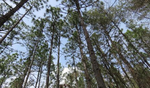 Photo of UNDER CONTRACT!  4 Acres of Hunting and Timber Land for Sale in Scotland County NC!