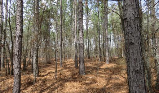 Photo of UNDER CONTRACT!  4 Acres of Hunting and Timber Land for Sale in Scotland County NC!