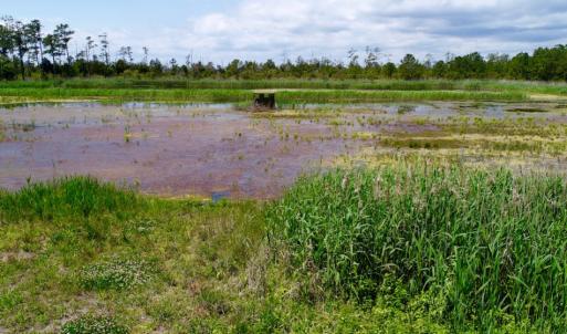 Photo of UNDER CONTRACT!  Duck Impoundment and Hunting Land For Sale in Pamlico County NC!