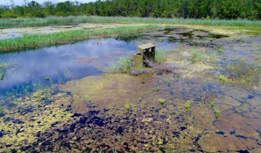 Photo of UNDER CONTRACT!  Duck Impoundment and Hunting Land For Sale in Pamlico County NC!