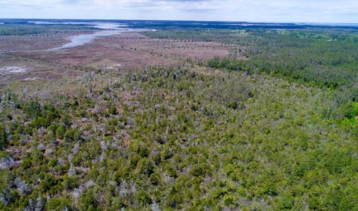 Photo of UNDER CONTRACT!  Duck Impoundment and Hunting Land For Sale in Pamlico County NC!