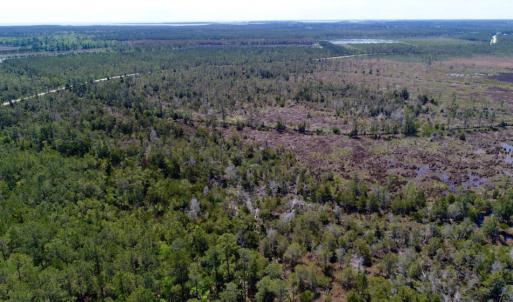 Photo of UNDER CONTRACT!  Duck Impoundment and Hunting Land For Sale in Pamlico County NC!