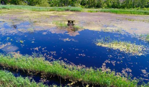 Photo of UNDER CONTRACT!  Duck Impoundment and Hunting Land For Sale in Pamlico County NC!