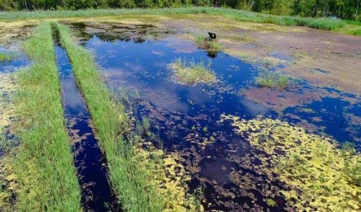 Photo of UNDER CONTRACT!  Duck Impoundment and Hunting Land For Sale in Pamlico County NC!