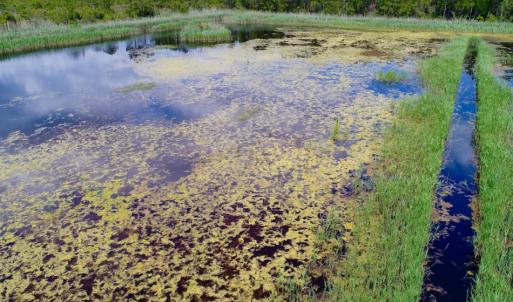 Photo of UNDER CONTRACT!  Duck Impoundment and Hunting Land For Sale in Pamlico County NC!