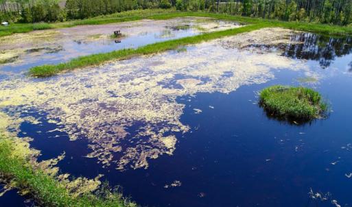 Photo of UNDER CONTRACT!  Duck Impoundment and Hunting Land For Sale in Pamlico County NC!