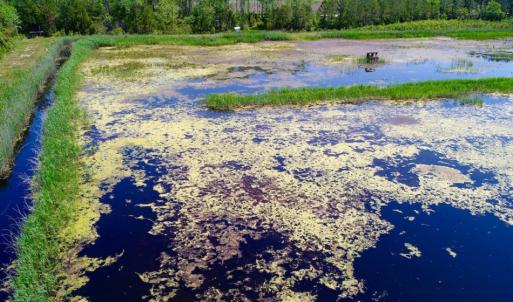 Photo of UNDER CONTRACT!  Duck Impoundment and Hunting Land For Sale in Pamlico County NC!