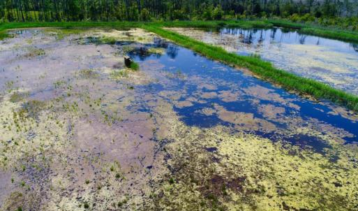 Photo of UNDER CONTRACT!  Duck Impoundment and Hunting Land For Sale in Pamlico County NC!