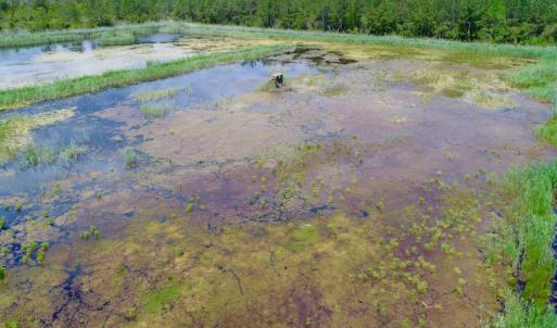 Photo of UNDER CONTRACT!  Duck Impoundment and Hunting Land For Sale in Pamlico County NC!