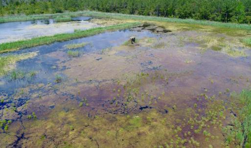 Photo of UNDER CONTRACT!  Duck Impoundment and Hunting Land For Sale in Pamlico County NC!