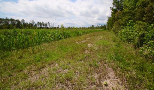 Photo of UNDER CONTRACT!  Duck Impoundment and Hunting Land For Sale in Pamlico County NC!