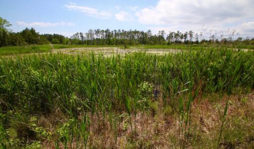 Photo of UNDER CONTRACT!  Duck Impoundment and Hunting Land For Sale in Pamlico County NC!