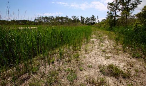 Photo of UNDER CONTRACT!  Duck Impoundment and Hunting Land For Sale in Pamlico County NC!