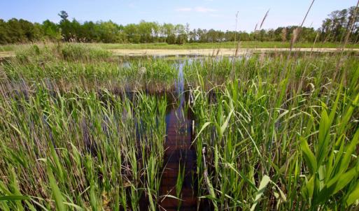 Photo of UNDER CONTRACT!  Duck Impoundment and Hunting Land For Sale in Pamlico County NC!