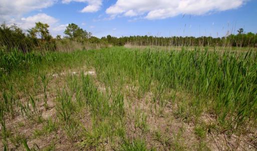 Photo of UNDER CONTRACT!  Duck Impoundment and Hunting Land For Sale in Pamlico County NC!