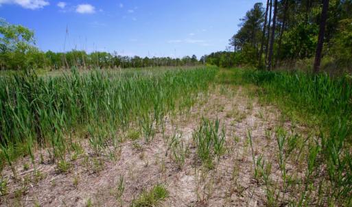 Photo of UNDER CONTRACT!  Duck Impoundment and Hunting Land For Sale in Pamlico County NC!