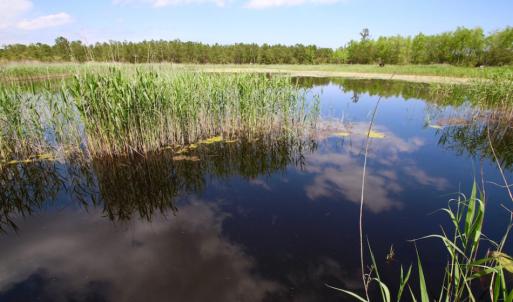 Photo of UNDER CONTRACT!  Duck Impoundment and Hunting Land For Sale in Pamlico County NC!