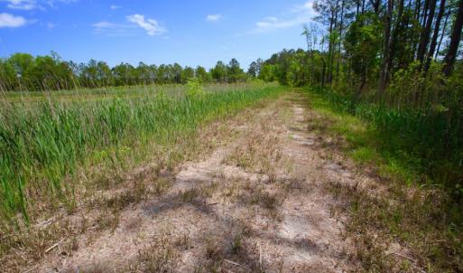 Photo of UNDER CONTRACT!  Duck Impoundment and Hunting Land For Sale in Pamlico County NC!