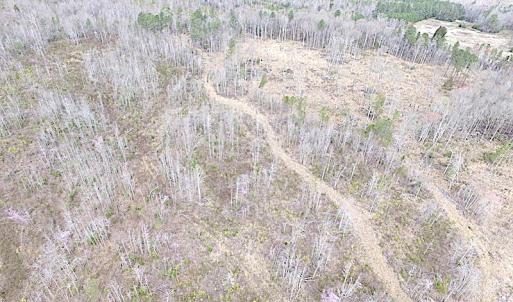 Photo of SOLD!  20 Acres of Prime Hunting and Recreational Land For Sale in Dinwiddie County VA!