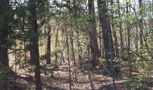 Photo of SOLD!  20 Acres of Prime Hunting and Recreational Land For Sale in Dinwiddie County VA!