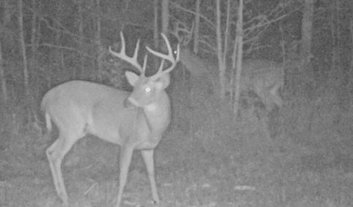 Photo of UNDER CONTRACT!  59 Acres of Hunting and Timber Land with Home For Sale in Bertie County NC!