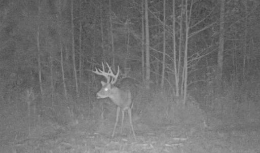 Photo of UNDER CONTRACT!  59 Acres of Hunting and Timber Land with Home For Sale in Bertie County NC!