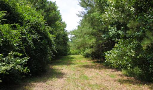 Photo of UNDER CONTRACT!  59 Acres of Hunting and Timber Land with Home For Sale in Bertie County NC!