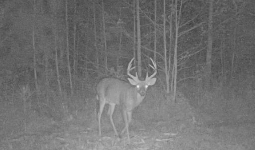 Photo of UNDER CONTRACT!  59 Acres of Hunting and Timber Land with Home For Sale in Bertie County NC!