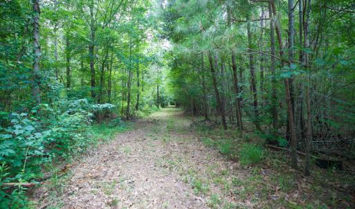 Photo of UNDER CONTRACT!  59 Acres of Hunting and Timber Land with Home For Sale in Bertie County NC!